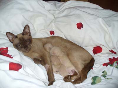 Burmadame Gipsy stillt ihre Kitten