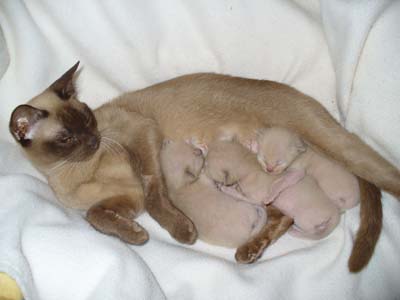 Burmadame Gipsy stillt ihre Kitten