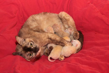 Fraülein Smilla mit ihren neugeborenen Kitten