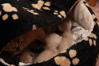 Burmakatze Indira mit Ihren Kätzchen in der Kuschelhöhle